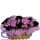 Comprar Violetas no Cachepô