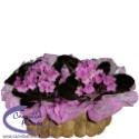 Violetas no Cachepô