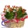 Comprar Kalanchoes no Cachepô