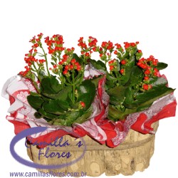 Kalanchoes no Cachepô