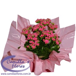 Ampliar: Kalanchoe