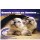 Cartão Importado: Siamese Cats