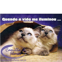 Ampliar: Cartão Importado: Siamese Cats