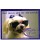 Cartão Importado: Dog With Shades