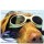 Cartão Importado: Gogle Dog