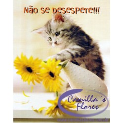 Ampliar: Cartão Importado: Naughty Kitten