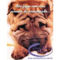 Cartão Importado: Wrinkled Dog