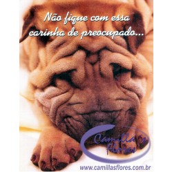 Ampliar: Cartão Importado: Wrinkled Dog