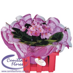 Violeta na Caixa