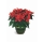 Mini Poinsettia