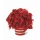 Poinsettia