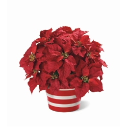 Poinsettia