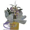 Orquídea Dendrobium no Cachepô