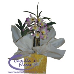 Ampliar: Orquídea Dendrobium no Cachepô