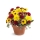 Comprar Bouquet Austin