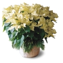 Poinsettia Branca