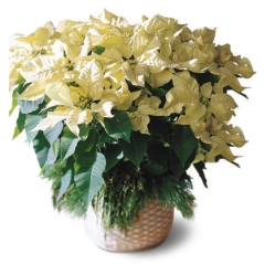 Ampliar: Poinsettia Branca
