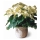 Mini Poinsettia Branca