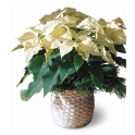 Mini Poinsettia Branca