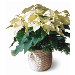 Ampliar: Mini Poinsettia Branca