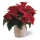 Mini Poinsettia Vermelha