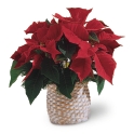 Mini Poinsettia Vermelha