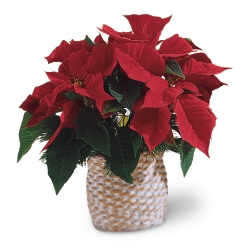 Ampliar: Mini Poinsettia Vermelha