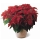 Poinsettia Vermelha
