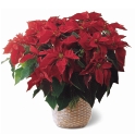 Poinsettia Vermelha
