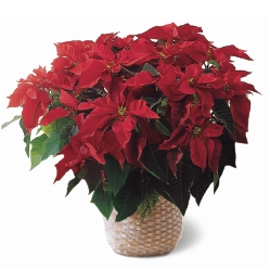 Poinsettia Vermelha
