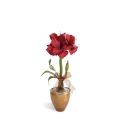 Amaryllis