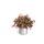 Flor de maio