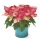 Mini Poinsettia Rosa
