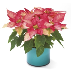 Ampliar: Mini Poinsettia Rosa