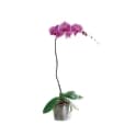 Orquídea Phalaenopsis
