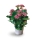 Kalanchoe
