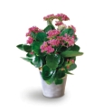 Kalanchoe
