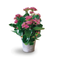 Kalanchoe