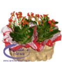 Kalanchoes no Cachepô
