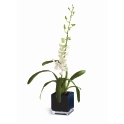 Orquídea Denphal