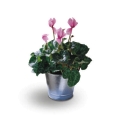Cyclamen